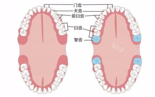 牙齿介绍示意图