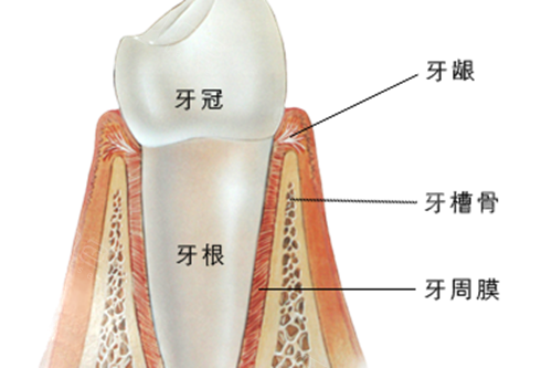 牙齿结构示意图