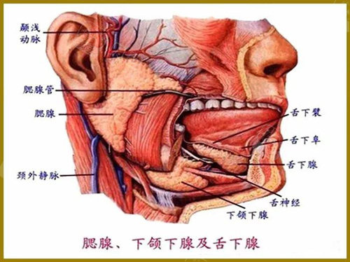 面部主要神经线分布