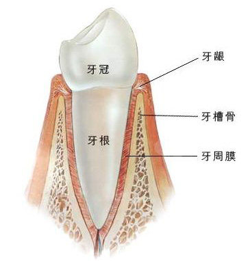 牙根短患者怎么做正畸一定会掉吗