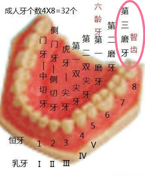 智齿是人类第三磨牙
