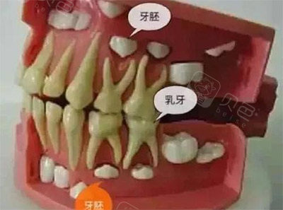 孩子牙齿排列刨析图