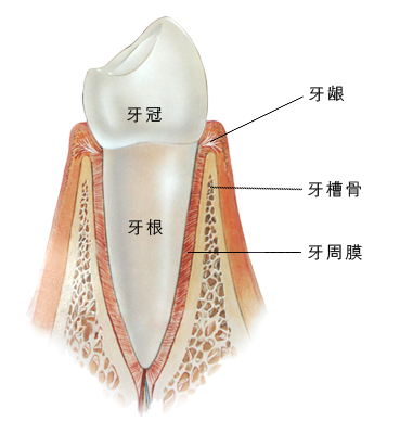 牙齿结构