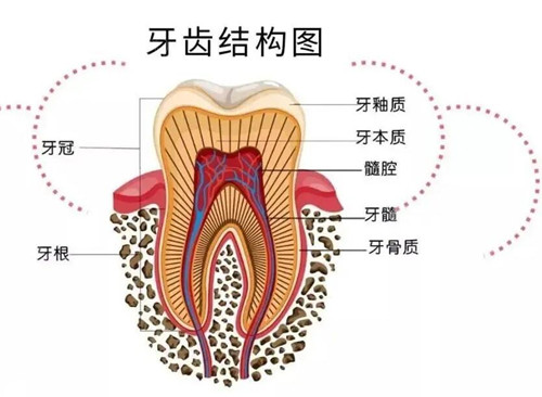牙齿结构图