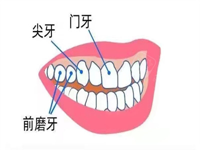 门牙尖牙前磨牙位置示意
