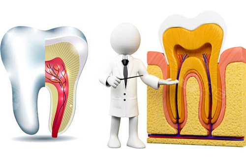 牙齿内部示意图